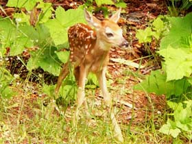 Newborn_Fawn